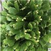 中國花卉福建花卉 青青花卉 批發直銷 蟹爪蘭