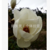 供應：綠化苗 廣玉蘭直徑5--6cm 紫玉蘭5--6cm 黃玉蘭5--7cm