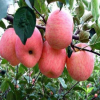 望香紅蘋果樹苗 品種優(yōu)良果農(nóng)主栽 抗寒耐旱力強(qiáng)基地嫁接直銷果苗