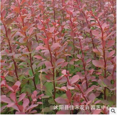 紅葉小襞 大量批發 庭院色塊紅葉小檗苗 規格齊全