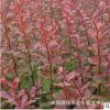 紅葉小襞 大量批發 庭院色塊紅葉小檗苗 規格齊全