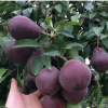 供應(yīng)紫巴梨苗 特點(diǎn)皮薄抗病力強(qiáng) 基地推廣批發(fā) 品種嫁接梨子樹苗