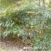 基地直銷南天竹 灌木花卉 常綠喬木 觀葉庭院植物
