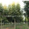 批發綠化苗木欒樹樹苗 優質防護樹黃山欒樹苗 北京欒樹