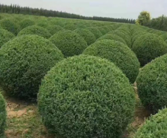金葉榆球三角五角楓球紅葉李球衛矛球丁香球造型球類綠化用樹用苗