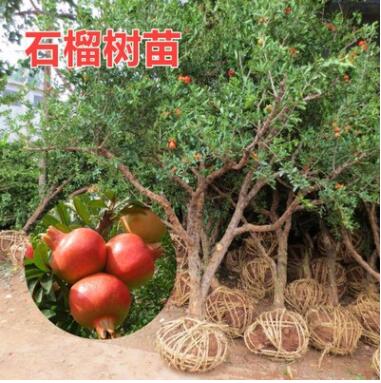 無籽石榴苗突尼斯軟籽石榴樹苗黒籽石榴樹果樹南北方種植當(dāng)年結(jié)果