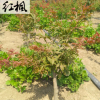 廠家直銷園林庭院盆栽花卉紅楓樹苗 綠化苗木紅楓 紅楓小苗