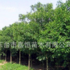 批發(fā)大葉女貞樹 高桿大葉女貞 行道樹工程 路道綠化 基地直銷