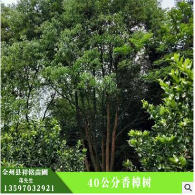 批發(fā)香樟樹(shù) 香樟樹(shù)專供 護(hù)坡綠化 濕地綠化 香樟樹(shù)樹(shù)苗 綠化植物