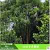 批發(fā)香樟樹 香樟樹專供 護(hù)坡綠化 濕地綠化 香樟樹樹苗 綠化植物