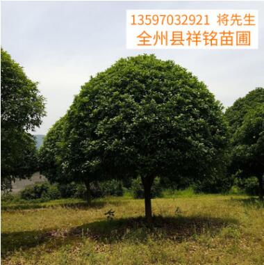 新品熱賣廣西桂花樹(shù)20公分 景觀樹(shù)木 常綠樹(shù)苗 桂花樹(shù)苗