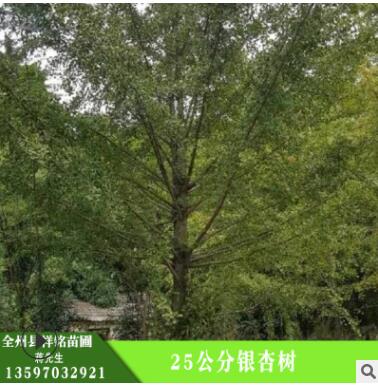 批發(fā)銀杏樹(shù) 25公分銀杏樹(shù) 護(hù)坡綠化 濕地綠化銀杏現(xiàn)貨
