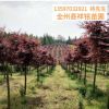 廣西紅楓樹10公分 紅楓樹苗 園林景觀樹木 紅楓樹樹苗廠家批發