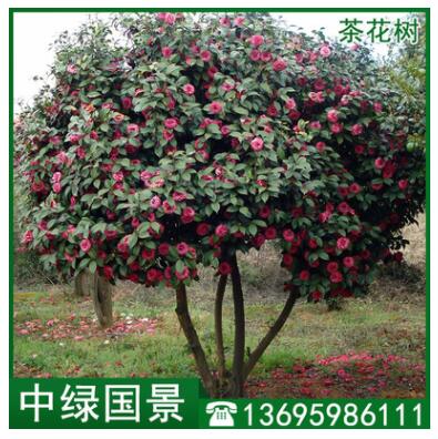 茶花樹批發(fā) 苗圃低價直銷綠化苗木 移植苗