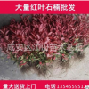 紅葉石楠批發紅羅賓火焰紅包郵10-120cm綠化咸寧石楠