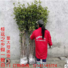 桂花樹批發八月金桂丹桂咸寧桂花之鄉自產自銷包郵