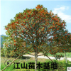 咸寧桂花樹批發 八月桂地徑2-10公分綠化工程包郵