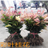 珍珠彩葉桂批發桂花樹 10-100cm高五彩桂花 綠化新品種