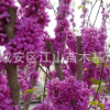 紫荊花樹苗批發50-100cm，紫薇小苗包郵綠化苗木滿條紅紫薇樹苗