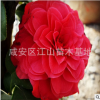 茶花苗批發 大紅茶花 茶梅小苗包郵