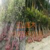 咸寧桂花樹苗批發，綠化苗木，丹桂 金桂八月桂花香滿園包郵