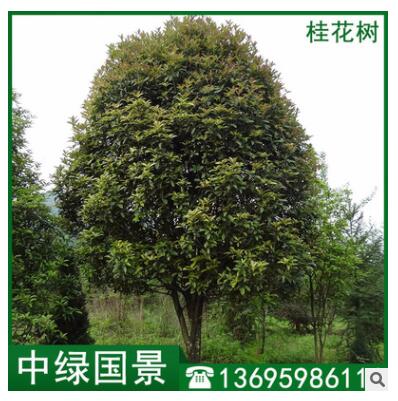 桂花樹價格 園林綠化常綠喬木 工程綠化 園林造景