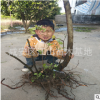 映山紅樹樁批發 杜鵑樹樁造型樹單干-3干以上