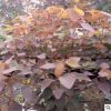 廠家直銷紅葉烏桕批發(fā)苗木量大從優(yōu)