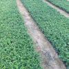 廠家直銷福建茶批發(fā)茶花小苗量大從優(yōu)綠化苗