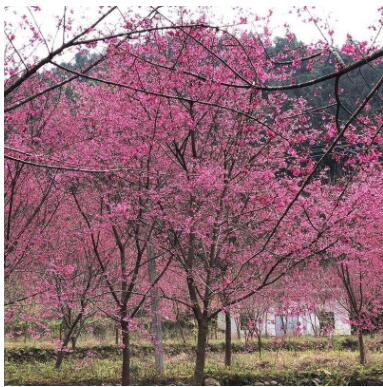廠家直銷福建山櫻花庭院綠化量大從優(yōu)福建山櫻花