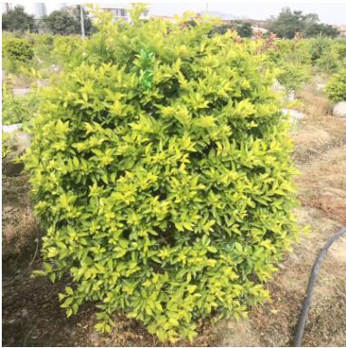 廠家直銷黃金葉批發(fā)盆栽杯量大從優(yōu)樹苗地被園林綠化黃金葉
