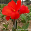 美人蕉批發(fā)/觀賞花卉紅花美人蕉/黃花美人蕉價(jià)格/當(dāng)年都開花