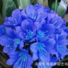 包郵君子蘭苗室內(nèi)盆栽君子蘭花苗君子蘭小苗花卉綠植盆栽5年苗