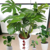 龜背竹盆栽水培室內大型綠植花卉進化空氣蓬萊蕉鐵絲蘭穿孔喜林芋