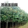 玉蘭園直銷 廣玉蘭 紫 黃 白玉蘭 二橋玉蘭 等綠化苗