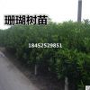 批發珊瑚樹/法國冬青 樹形好優美健壯成苗活率高