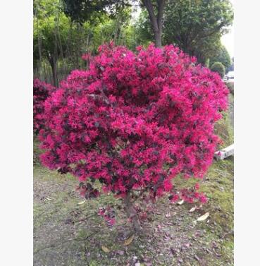 供應(yīng)灌木雙面紅花繼木苗，優(yōu)美造型紅花繼木球
