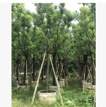 綠化工程香樟木 供應全冠 骨架 截桿 叢生移植香樟樹場綠化喬木