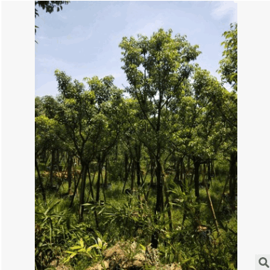 福建基地直銷袋苗小葉香樟樹 廠家批發喬木 公園行道庭院園林工程