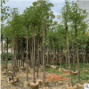 香樟樹8分 本地自家種植銷售園林綠化工程地苗袋苗喬木廠家供應