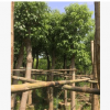香樟樹，多桿，供應各種類型，綠化苗木，移植，廠家直銷