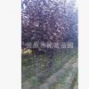 苗圃長期批發(fā)優(yōu)質【紫葉稠李】叢生紫葉稠李 山桃稠李