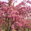 櫻花 基地直銷(xiāo) 各種規(guī)格 晚櫻 大量供應(yīng) 品種齊全