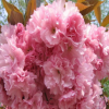 櫻花樹苗批發(fā)當(dāng)年開花大櫻桃樹苗盆栽嫁接櫻花苗日本櫻花盆景綠化