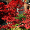紅楓樹苗日本紅楓美國紅楓 中國紅四季紅庭院綠化紅楓紅舞姬盆栽