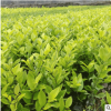 基地直銷綠化苗木 金葉女貞 黃葉樹(shù) 色塊苗 小區(qū)園林工程綠化苗木