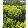 金葉女貞球 四季常綠 花壇 彩色灌木工程綠化規(guī)格齊全 量大價(jià)優(yōu)