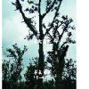 樸樹