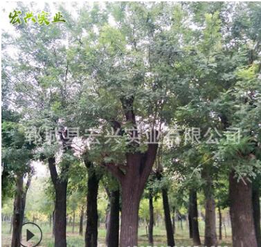 廠家直銷土球老國槐 綠化苗木批發土球老國槐