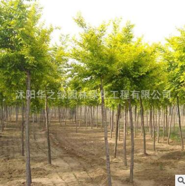 批發(fā)園林工程苗木 黃金槐小苗 公園綠化速生槐樹(shù) 金枝國(guó)槐